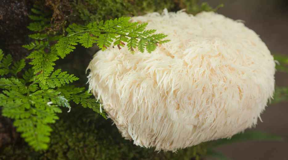 Lion’s Mane Mushroom