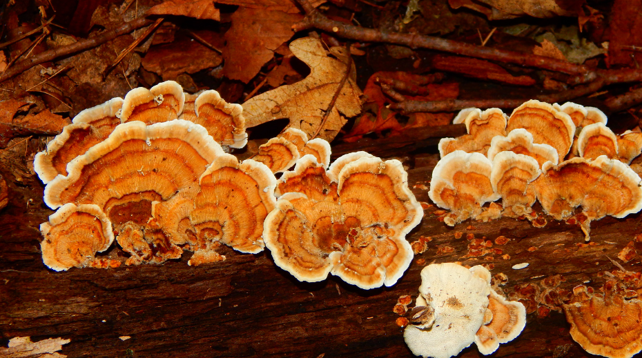 Turkey Tail Mushroom